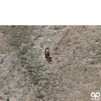 گونه سارگپه کوهی Upland Buzzard